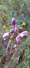 Comesperma