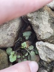 Cardamine pensylvanica