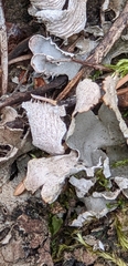 Peltigera aphthosa