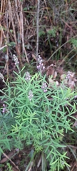 Comesperma