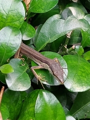 Takydromus sexlineatus