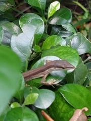 Takydromus sexlineatus