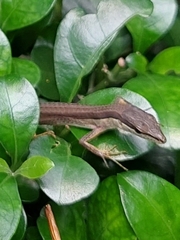 Takydromus sexlineatus