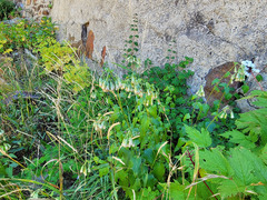 Brickellia grandiflora