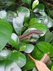 Takydromus sexlineatus