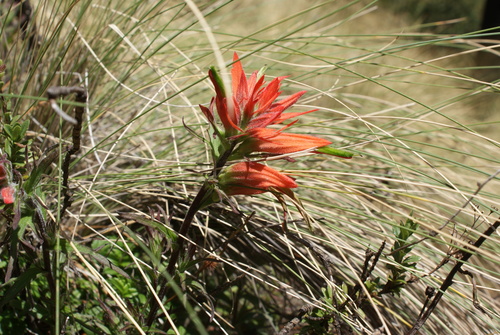 Castilleja pectinata (Castilleja pectinata)