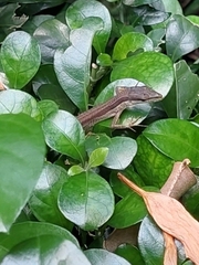 Takydromus sexlineatus