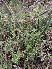 Gonocarpus tetragynus