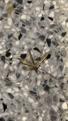 Tipula paludosa