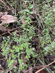 Gonocarpus tetragynus