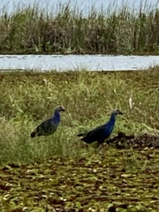 Porphyrio poliocephalus