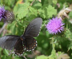 Heraclides rogeri pharnaces