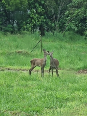Cervus elaphus elaphus