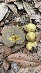 Truncocolumella citrina