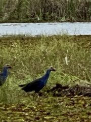 Porphyrio poliocephalus