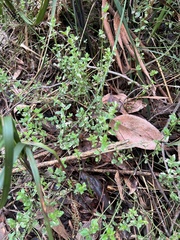 Gonocarpus tetragynus