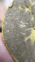 Truncocolumella citrina