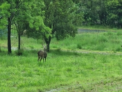 Cervus elaphus elaphus