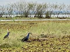 Porphyrio poliocephalus