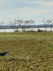 Porphyrio poliocephalus