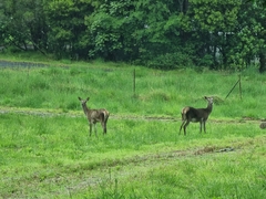 Cervus elaphus elaphus