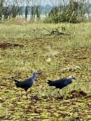 Porphyrio poliocephalus