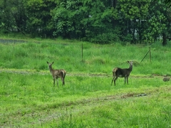 Cervus elaphus elaphus