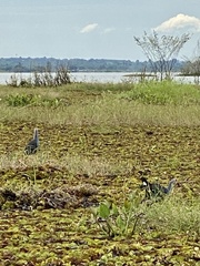 Porphyrio poliocephalus