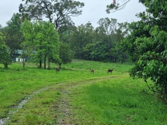 Cervus elaphus elaphus