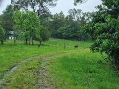 Cervus elaphus elaphus