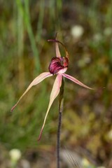 Caladenia lowanensis