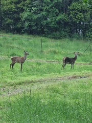 Cervus elaphus elaphus