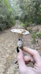 Pantherinae