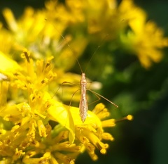 Berytidae