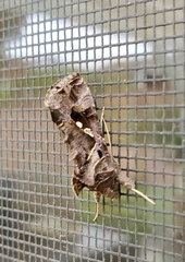 Chrysodeixis
