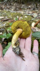Aureoboletus