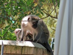 Chlorocebus pygerythrus pygerythrus