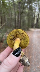 Aureoboletus