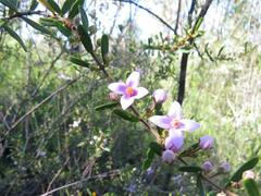 Boronia glabra