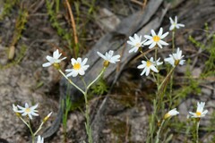 Rhodanthe corymbiflora