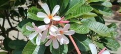 Plumeria obtusa
