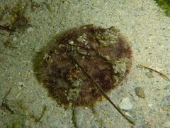 Echinoidea