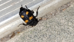 Nicrophorus orbicollis