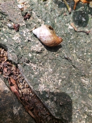 Lissachatina fulica