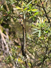 Corduliidae