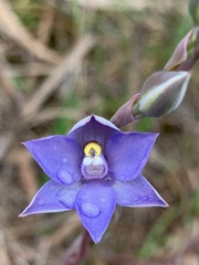 Thelymitra arenaria