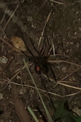 Latrodectus hesperus