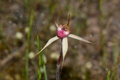Caladenia lowanensis