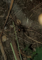 Latrodectus hesperus