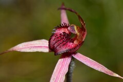 Caladenia lowanensis